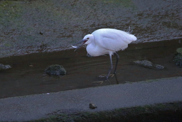 B97A7806 (640x428).jpg