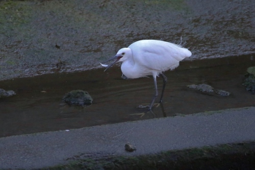 B97A7806 (640x428).jpg