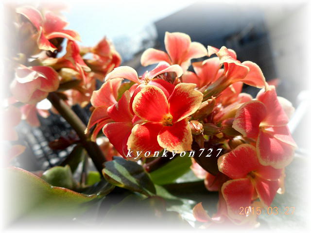 DSCN0530.jpg