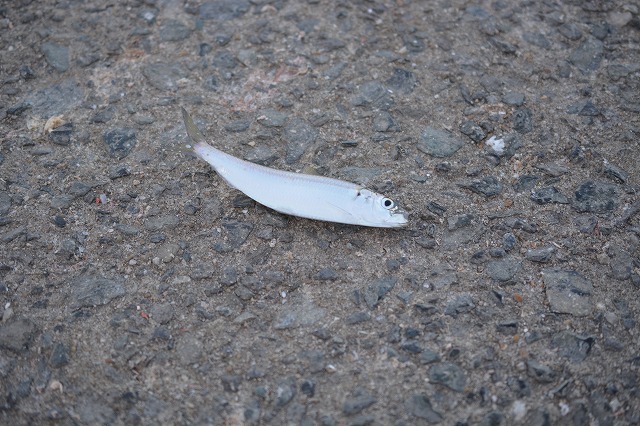 showPhoto (640×426)