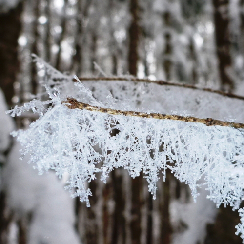樹霜201401021.jpg