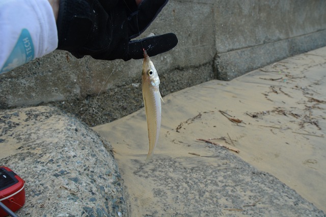 showPhoto (640×426)