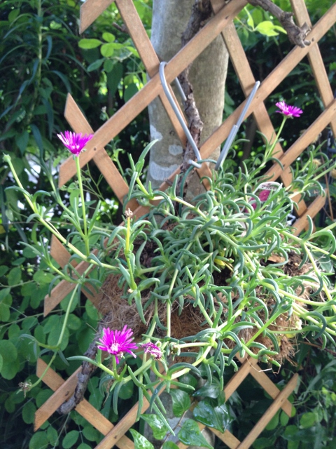 IMG_0472 (480x640).jpg