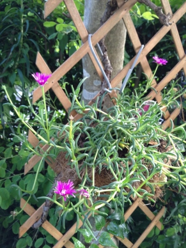 IMG_0472 (480x640).jpg