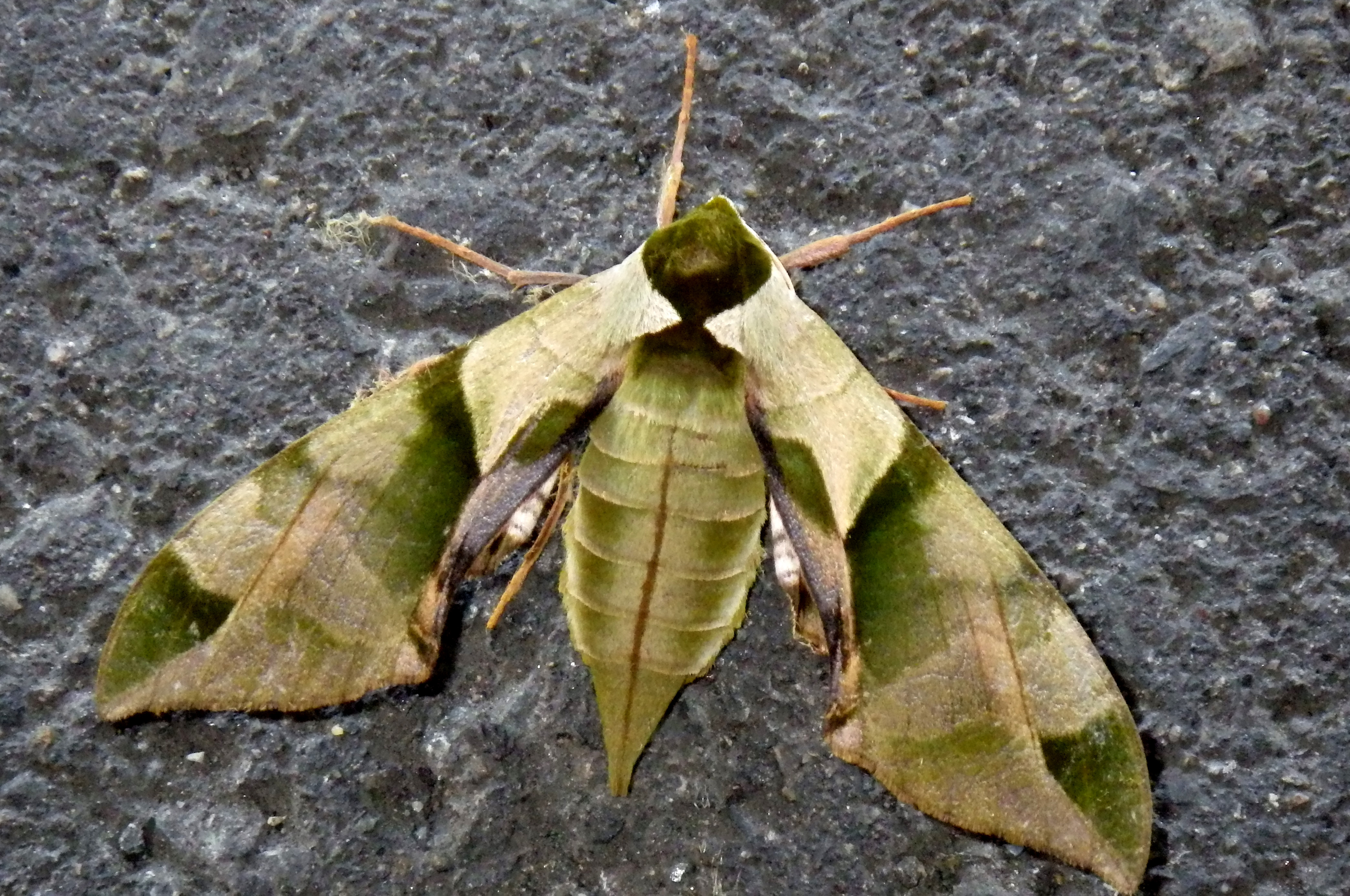 ウンモンスズメ