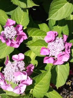 日向の桃ガクアジサイ2017