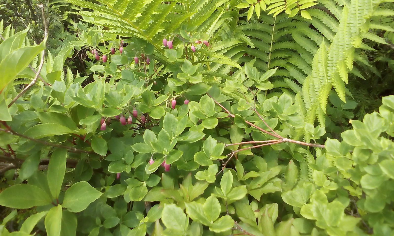 IMG_20170709_131659.jpg
