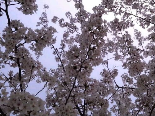 ソメイヨシノの木陰2018