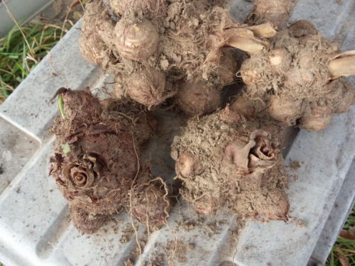 来年のサトイモ用に種芋を保存 種ショウガの保存はやめました 家庭菜園デザインノート 楽天ブログ