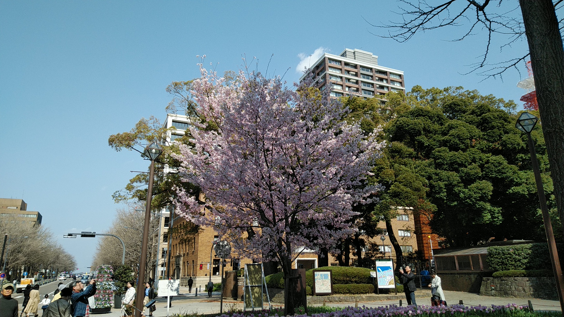 20190327  DSC_0002.jpg.jpg