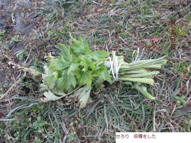 せろり.JPG