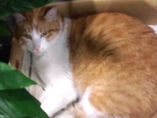 「何の用にゃ？寝てたのに」