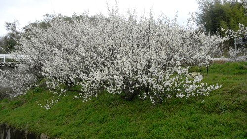 062永久寺跡への道 (2).JPG