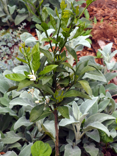 2015-05-09 10.42.31.jpg