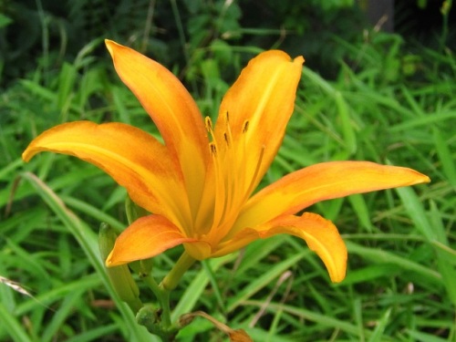 ノカンゾウの花 ノカンゾウの花や茎には たくさんの白い虫 キスゲフクレアブラムシ がついています しろうと自然科学者の自然観察日記 楽天ブログ