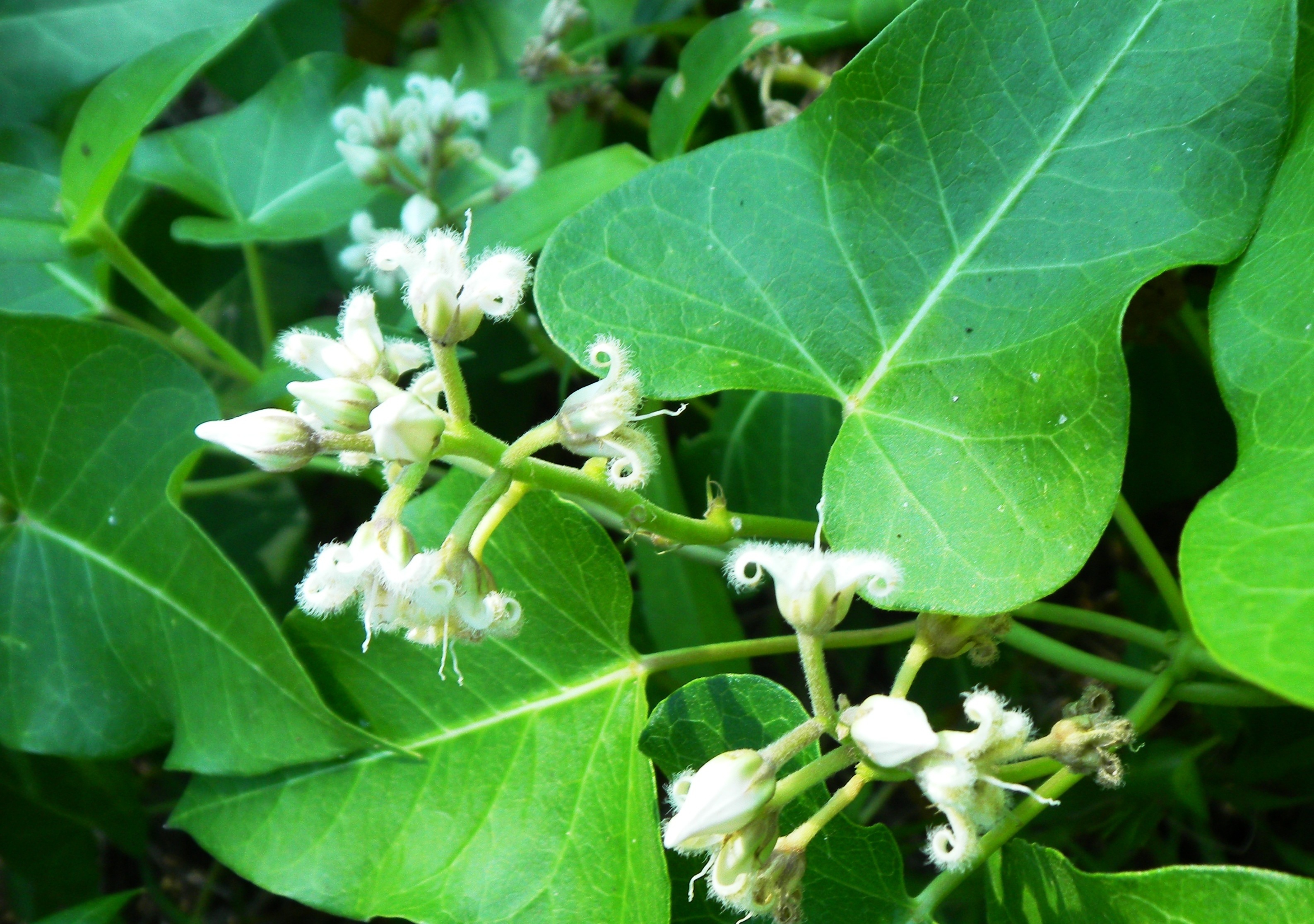 ガガイモ（白花） (2)(V.2012_08_23__07_40_22).jpg