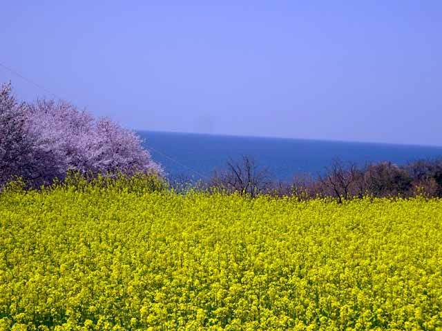 杵築・粟島公園 (34).JPG