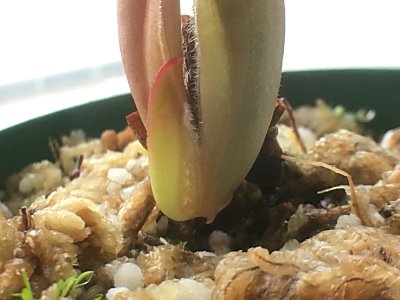 H.ﾍﾃﾛﾄﾞｸｻ×ﾐﾉｰﾙ 2.jpg