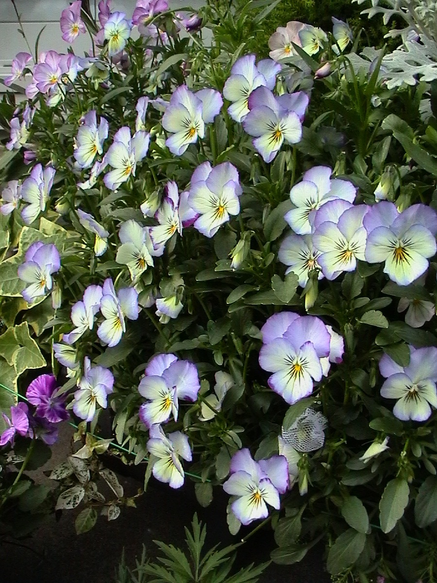 040426blueswa