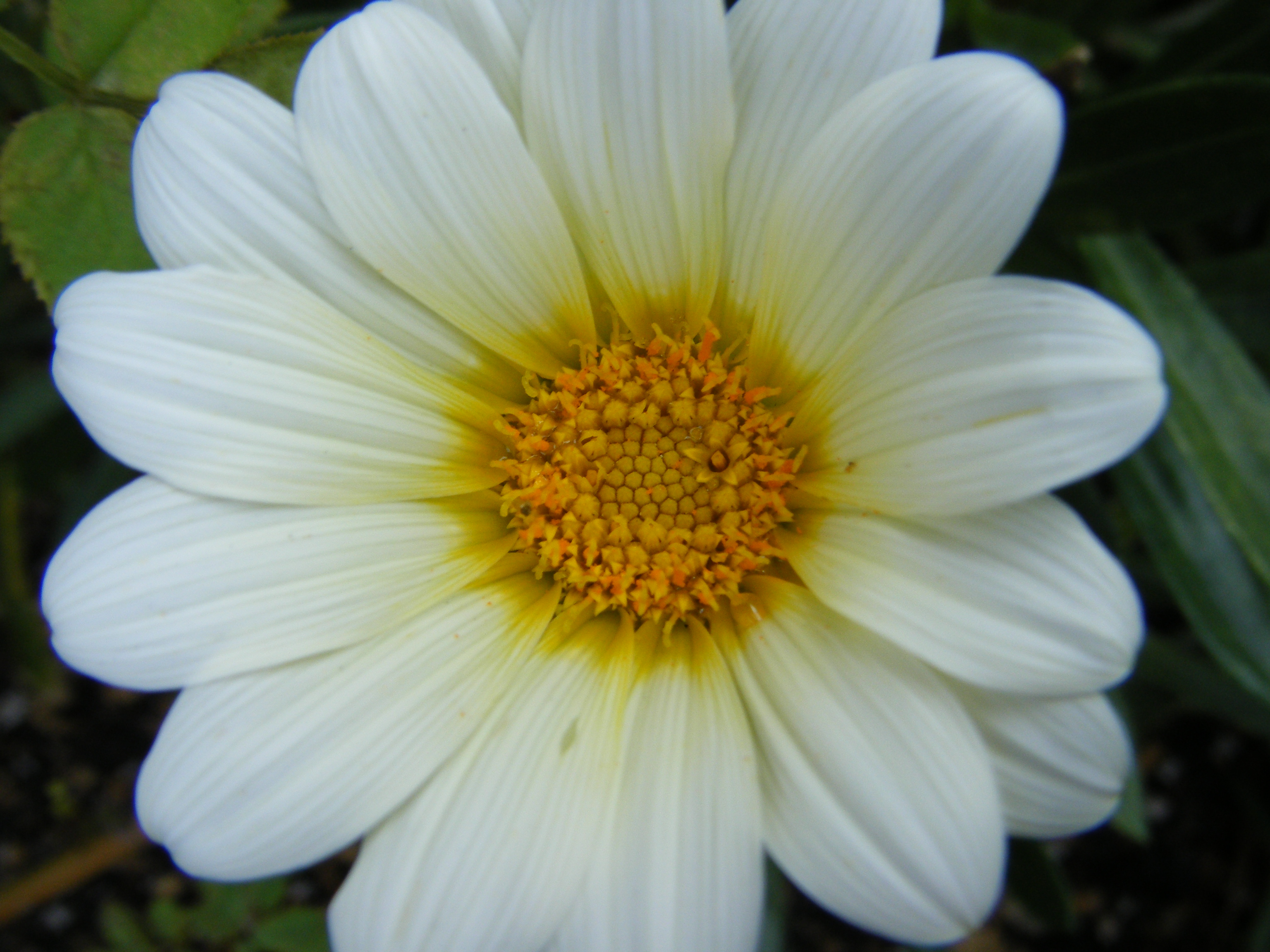 DSCF0117.jpg
