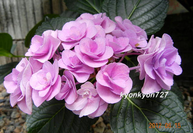 フェアリー・アイ1