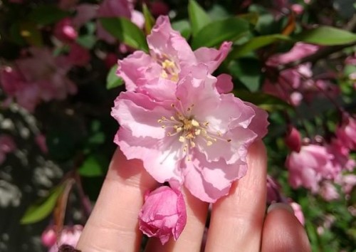 ハナカイドウとグミの花が開花しています ネコ様とガーデニング 楽天ブログ