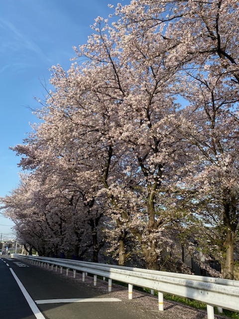 梅が園の桜 (1).jpg