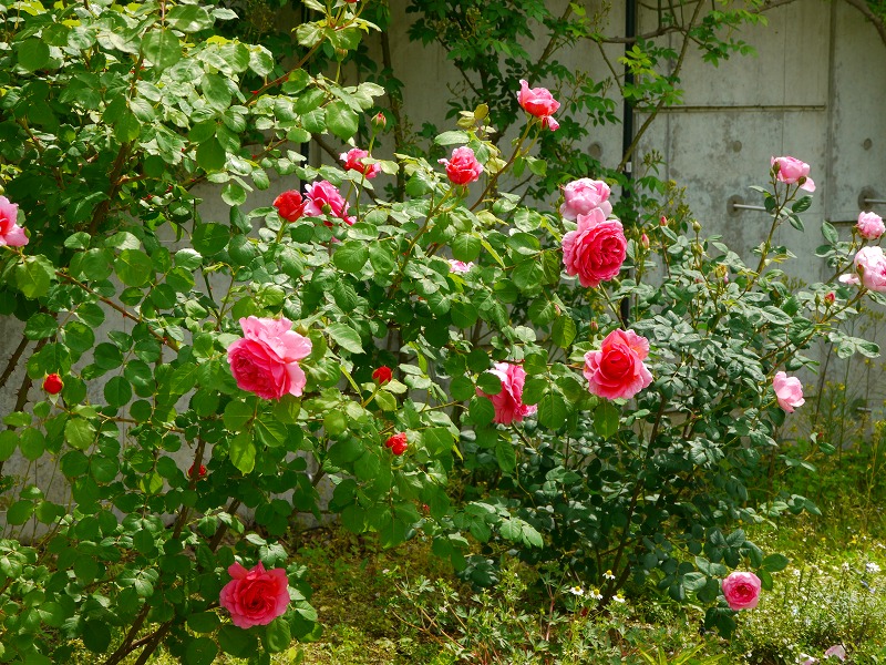 去年のバラたち10.jpg