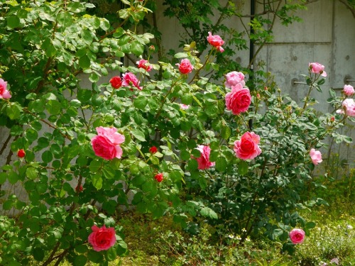去年のバラたち10.jpg