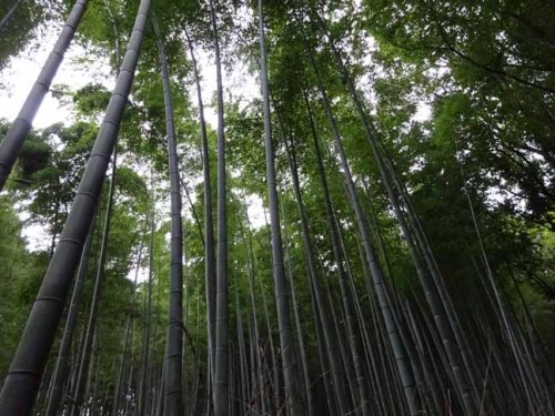 嵯峨野竹林 (7).JPG