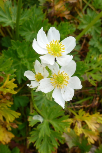 2飯豊連峰の花.jpg