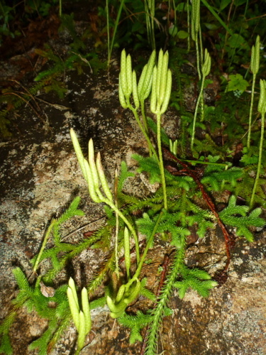 谷川馬蹄形縦走で見た花9.jpg