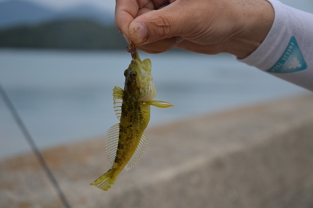 showPhoto (640×426)