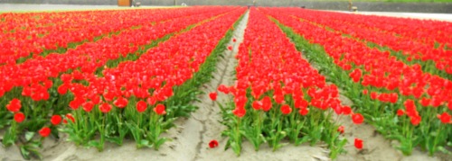チューリップ畑 (4).JPG