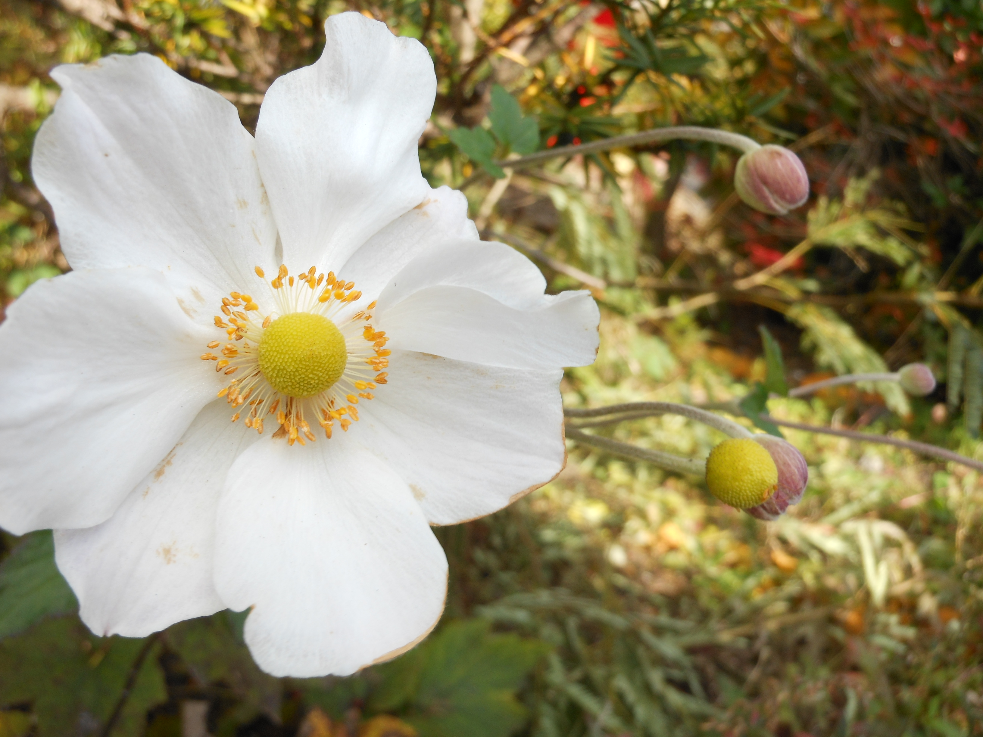 DSCN1028.JPG