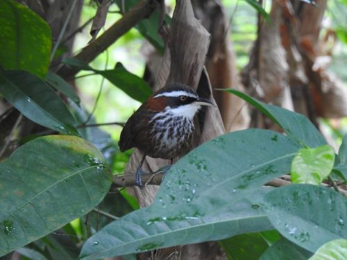 愛的台湾野鳥 ３ のん木ぶろぐ 楽天ブログ