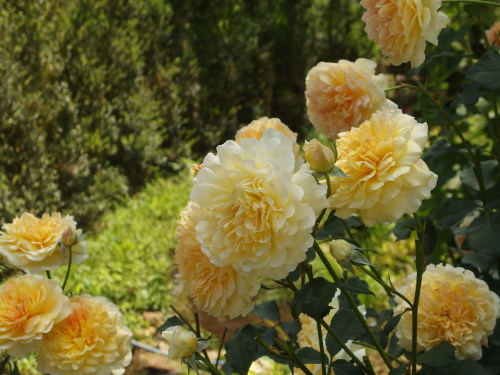 2015-06-10 12.08.48.jpg