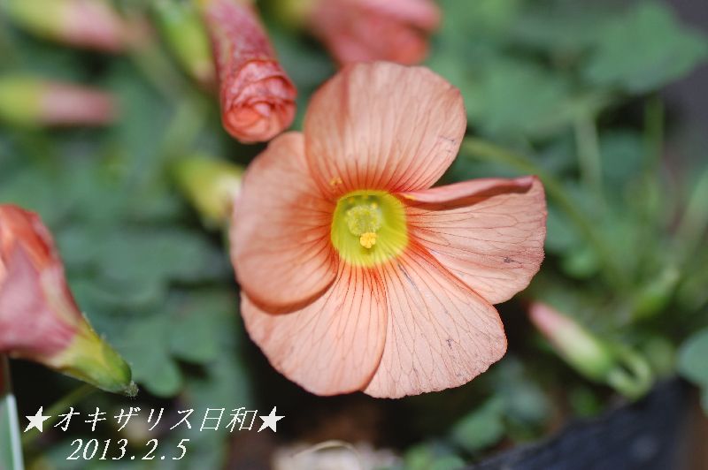 DSC_6287.JPG