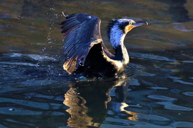 P95A4937 (640x427).jpg