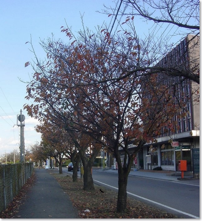 22落ち葉の並木