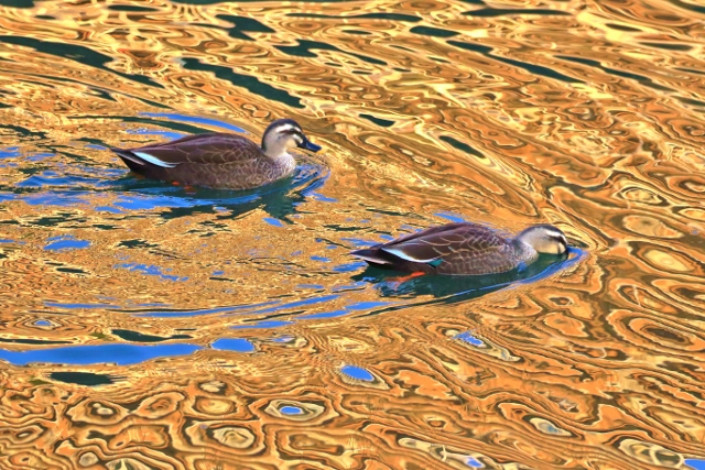 P95A4771 (640x427).jpg