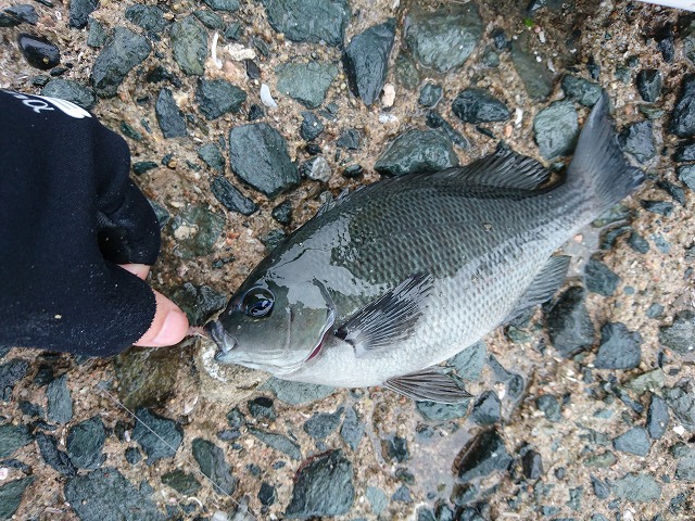 showPhoto (640×480)