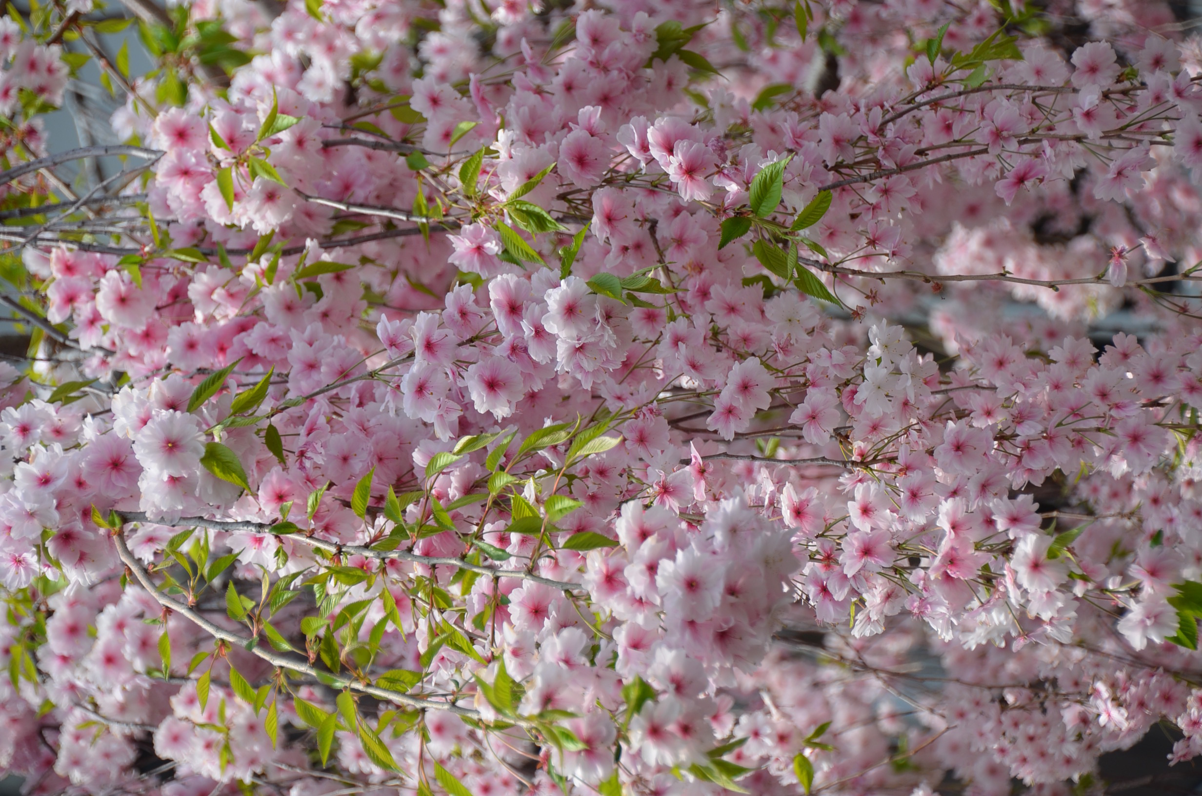 DSC_0205.JPG