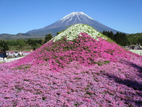 富士山とミニ芝桜富士2