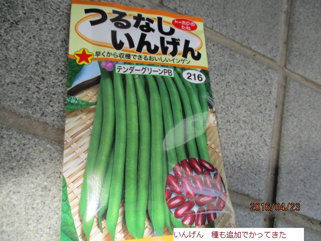 いんげん.JPG