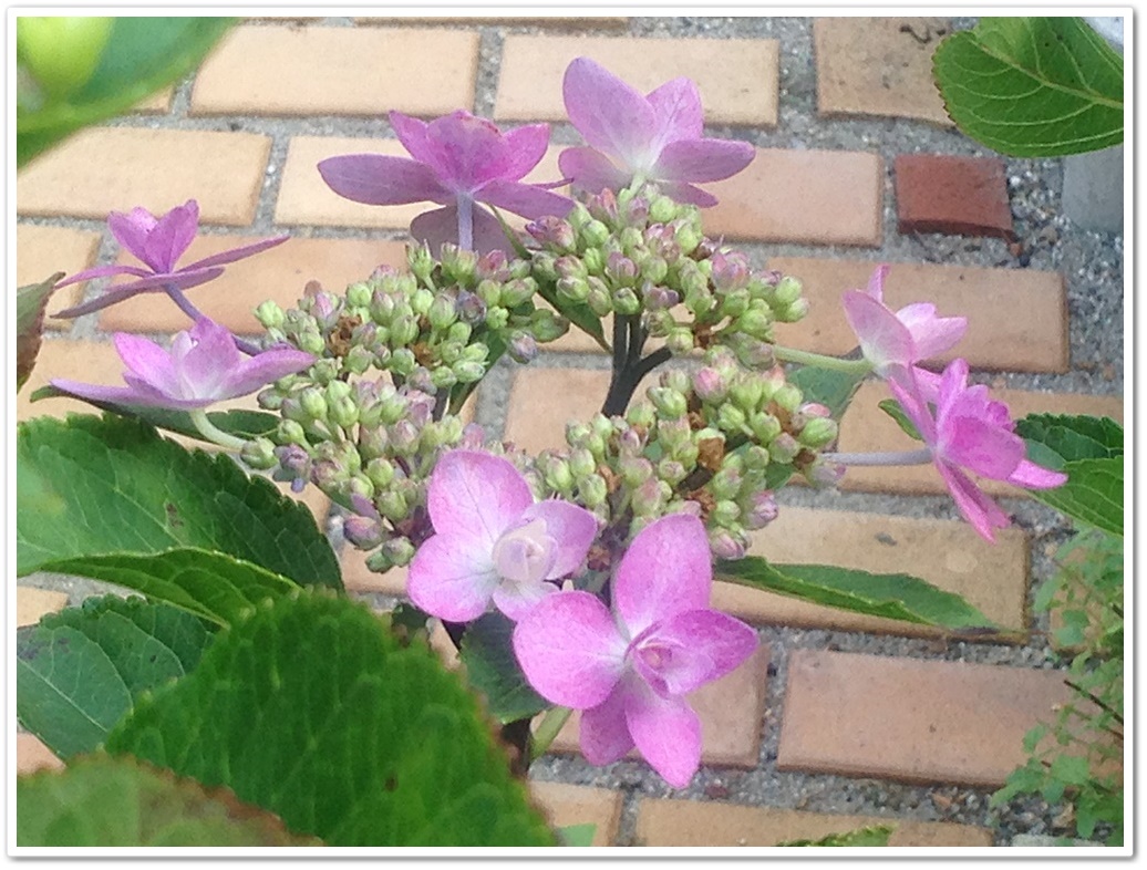 2城ケ崎_2015-06-17_08-15-58.JPG