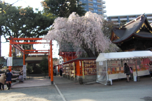 2015榴ヶ岡桜祭り (12).JPG