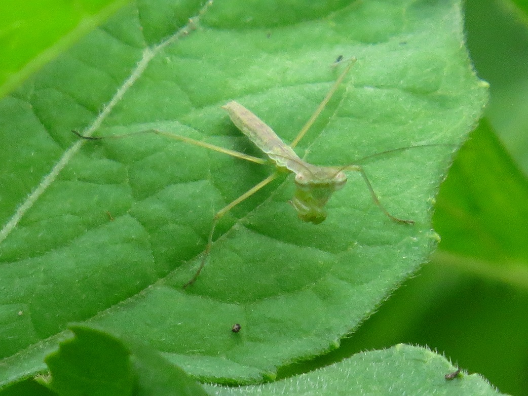 カマキリの子2784.jpg