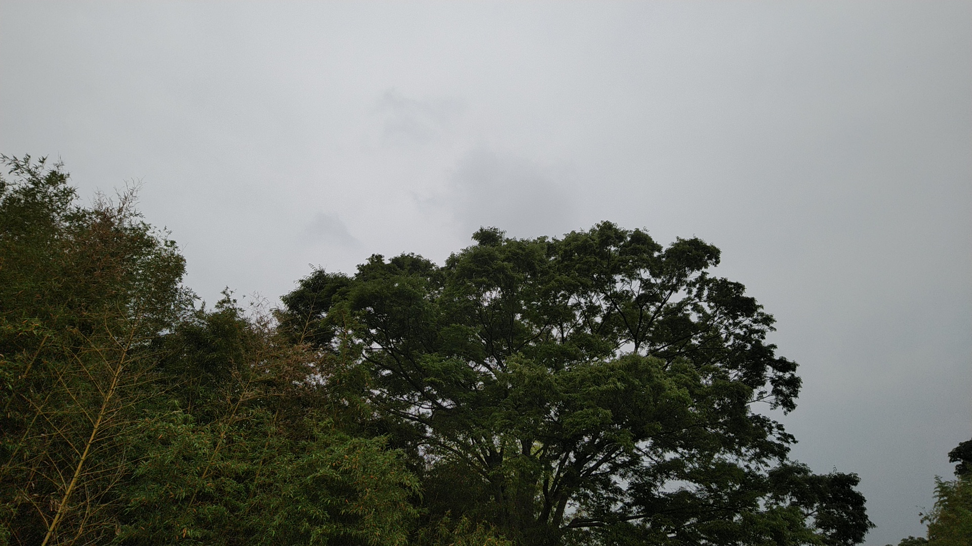 20190602  DSC_0001.jpg.jpg