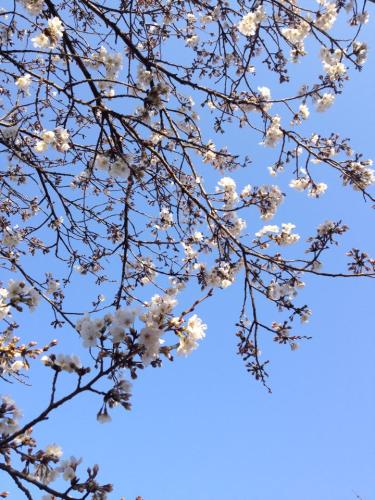 昨日から今日にかけて朝の通勤中に撮った桜。